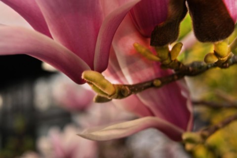 Iserlohn. Thanks to the climate change, early spring has come earlier than usual. The flowering