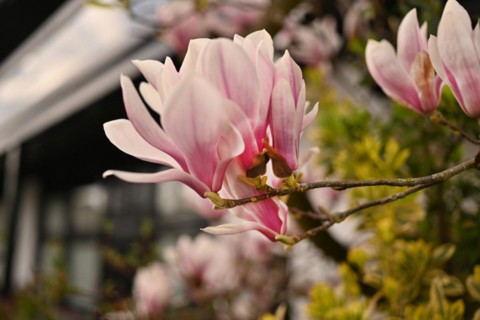Iserlohn. Thanks to the climate change, early spring has come earlier than usual. The flowering