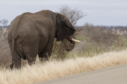African bush elephant (Loxodonta africana), adult male standing next to the tarred road, feeding on