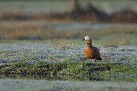 Ruddy shelduck (Tadorna ferruginea), male, in a meadow, Dingdener Heide nature reserve, North
