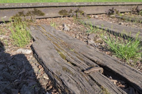 Common wall lizard (Podarcis muralis), adult female, sunbathing in an old railway track,