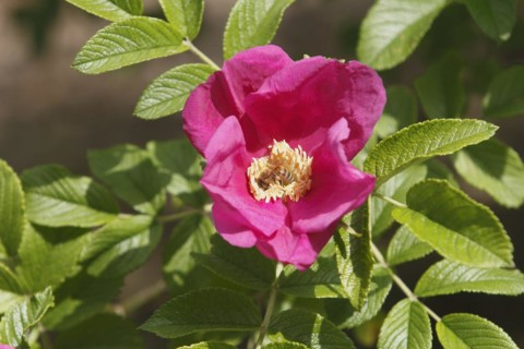 European honey bee (Apis mellifera) on rugosa rose (Rosa Rugosa), North Rhine-Westphalia, Germany,