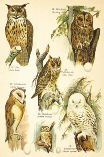 Eurasian eagle-owl (Bubo bubo), tawny owl (Strix aluco Linnaeus), long-eared owl (Asio otus), barn