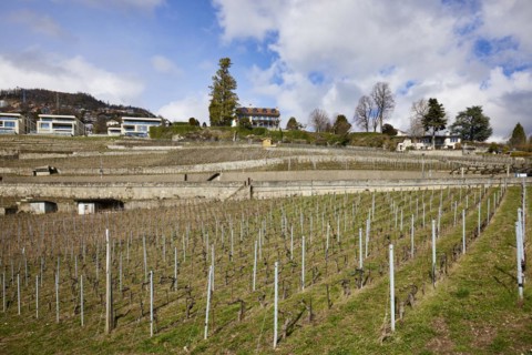 UNESCO World Heritage vineyard terraces of Lavaux with houses and blue, white sky near Jongny,