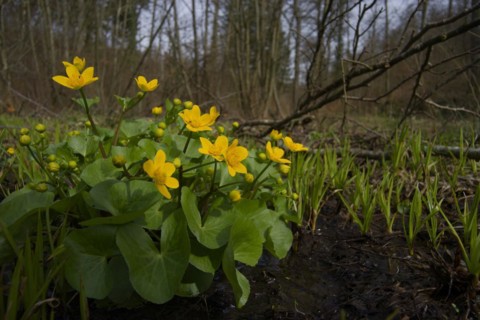 Marsh marigold (Caltha palustris), Arzbachtal, Michelfeld, Lembergwald, Schwaebisch Hall,