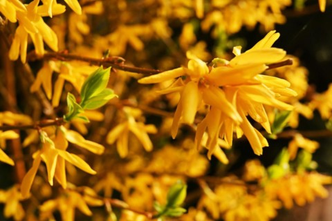 Iserlohn. Thanks to the climate change, early spring has come earlier than usual. The flowering