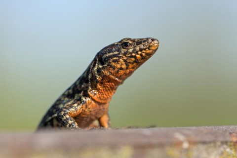 Common wall lizard (Podarcis muralis), adult male, in mating dress, sitting on a rail, in an old