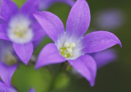 Bellflower (Campanula), North Rhine-Westphalia, Germany, Europe