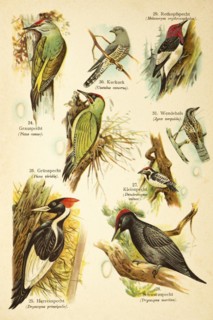 Grey-headed Woodpecker (Picus canus), Pileated Woodpecker (Dryocopus principalis), european green