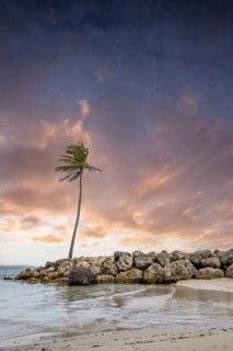 Caribbean dream beach with palm trees, white sandy beach and turquoise-coloured, crystal-clear