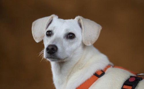 Domestic dog (Canis lupus familiaris), light coat, female, young, animal welfare dog, standing and