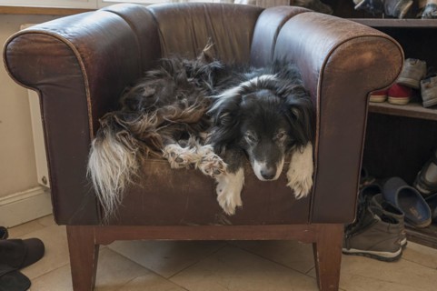Old, tired Border Collie in his leather armchair, Mecklenburg-Vorpommern, Germany, Europe