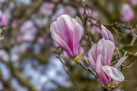 Blossoms of a magnolia (Magnolia), magnolia x soulangeana (Magnolia xsoulangeana), magnolia