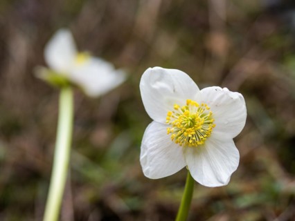Christmas rose (Helleborus niger), near Tragoess, Styria, Austria, Europe