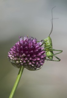 Larva of a green leafhopper (Tettigonia viridissima) on a globe leek flower, Valais, Switzerland,