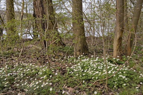 Wood anemone (Anemone nemorosa) blooming between deciduous trees at a lake, North Rhine-Westphalia,