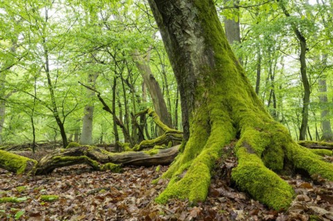 Near-natural deciduous forest, moss-covered deadwood, in spring, Barnbruch Forest nature reserve,