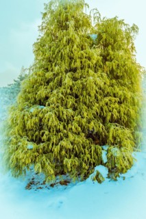 Winter landscape of vibrant lurch evergreen tree in a snow covered public park in Daejeon, South