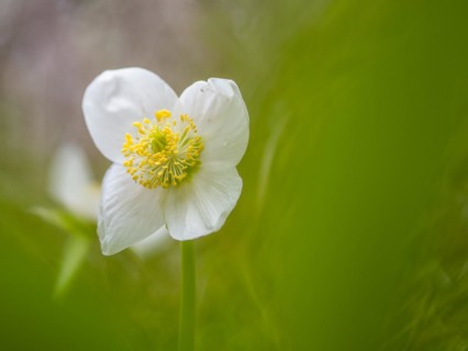 Christmas rose (Helleborus niger), near Tragoess, Styria, Austria, Europe