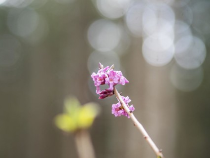 Mezereon (Daphne mezereum), near Tragoess, Styria, Austria, Europe