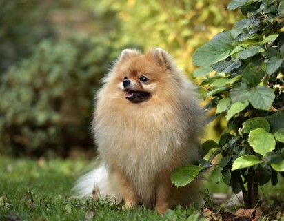 Dog, Spitz, whole figure, outdoor, in the garden, AI generated, AI generated