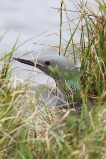 Black-throated loon (Gavia arctica) on the nest, well hidden by the water, Lapland, Norway,