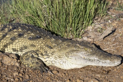 Nile crocodile (Crocodylus niloticus) Mziki Private Game Reserve, North West Province, South