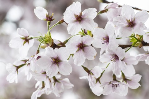 Japanese cherry (Prunus serrulata), Emsland, Lower Saxony, Germany, Europe