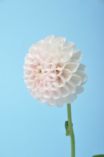Dahlia pompom on blue background