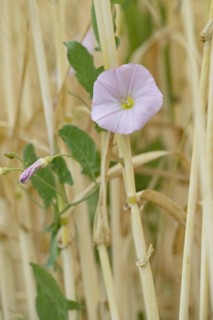 Field bindweed (Convolvulus arvensis) clinging to cereal stalks, flowering, North Rhine-Westphalia,