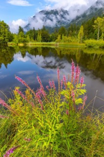 Purple loosestrife (Lythrum salicaria), moorland pond, near Oberstdorf, Oberallgaeu, Allgaeu.