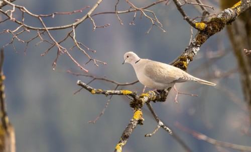 Eurasian collared dove (Streptopelia decaocto) on a branch