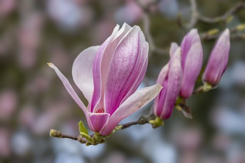 Blossoms of a magnolia (Magnolia), magnolia x soulangeana (Magnolia xsoulangeana), magnolia