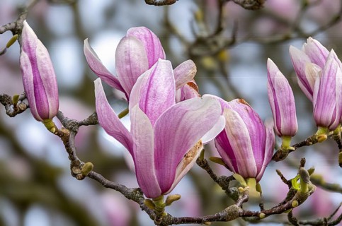 Blossoms of a magnolia (Magnolia), magnolia x soulangeana (Magnolia xsoulangeana), magnolia