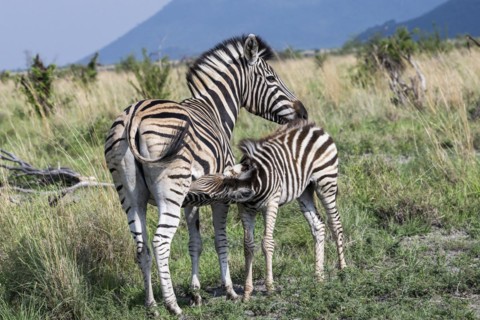 Plains zebra (Equus quagga) foal suckling, Madikwe Game Reserve, North West Province, South Africa,