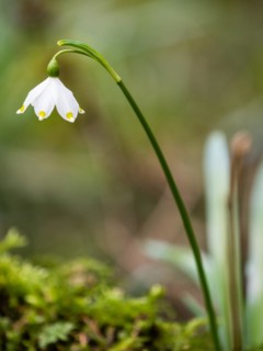 Spring snowdrop (Leucojum vernum), March snowdrop, March bell, large snowdrop. Amaryllis family