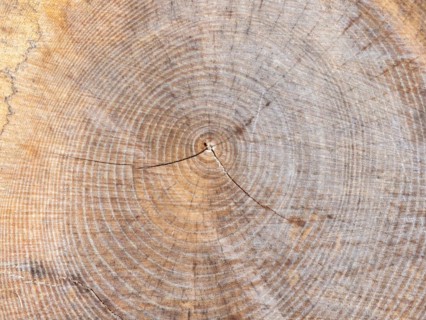 Visualisation of the annual rings in felled wood, Jassing, Styria, Austria, Europe