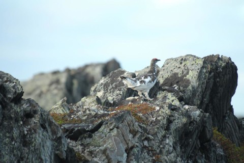 Rock ptarmigan (Lagopus muta) Male changes from white winter dress to summer dress, Lapland,