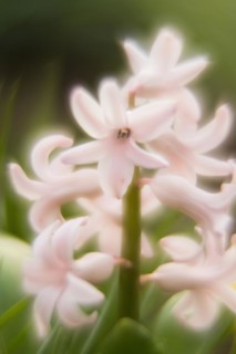 Close-up of a delicate pink flower, garden hyacinth (Hyacinthus orientalis) with soft focus and