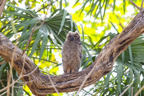Virginia eagle owl (Bubo virginianus) Pantanal Brazil