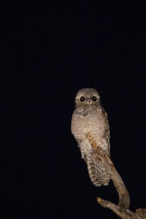 Great potoo (Nyctibius grandis) Pantanal Brazil