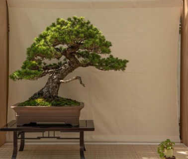 Bonsai