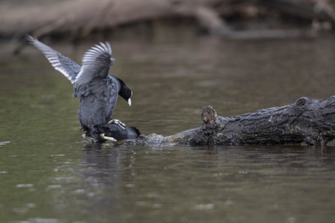 Common coots (Fulica atra), mating, Emsland, Lower Saxony, Germany, Europe