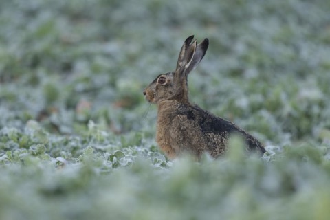 European hare (Lepus europaeus) with slit in ear sitting in a field, wildlife, Thuringia, Germany,
