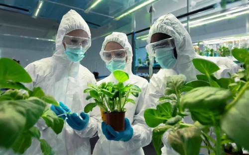 Biologists in protective suits grow vegetables in the lab, the concept of biotechnology, plant care