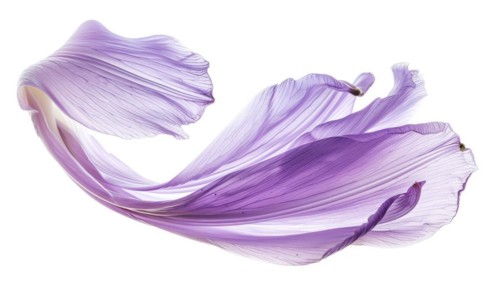 Brush stroke resembling a lily petal, in serene lavender color on white background AI generated