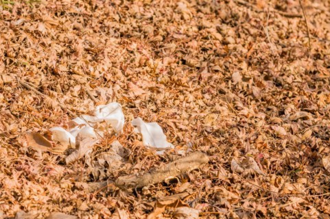Discarded plastic waste is scattered among dry leaves, highlighting pollution, in South Korea