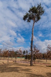 Tall pine tree next to a pathway with blue sky and clouds above creating a calm scene, in South