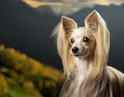 Dog, Chinese crested dog, portrait, head only, puppies, dark background, AI generated, AI generated