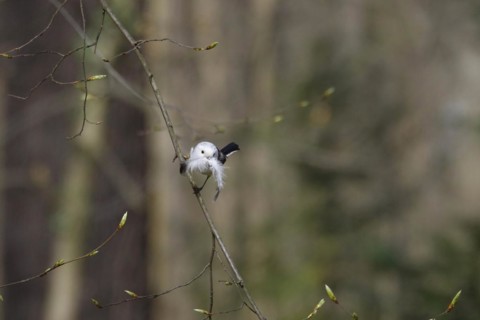 Long-tailed Tit, March, Germany, Europe